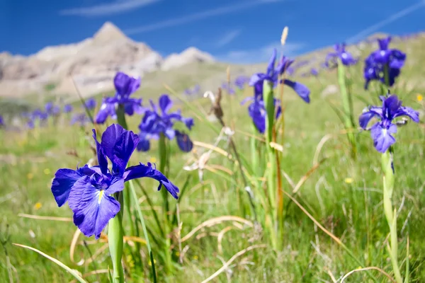 stock image Field of blue flowers