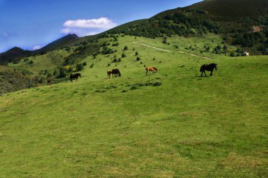 asturias içinde otlak atı ile