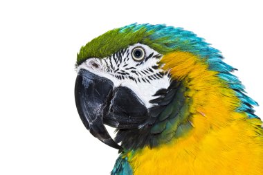 Closeup parrot clipart