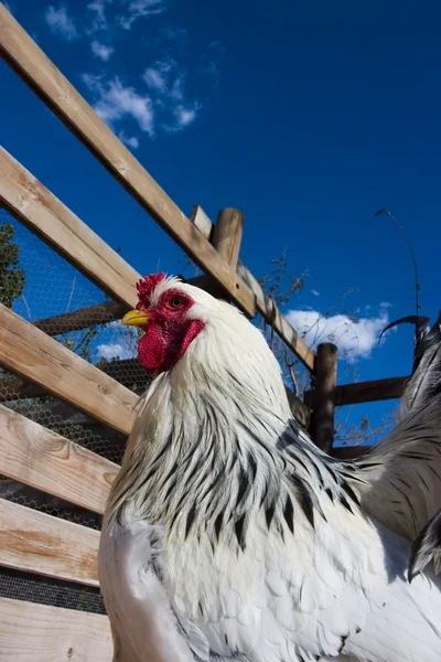 Κότα στο αγρόκτημα — Φωτογραφία Αρχείου