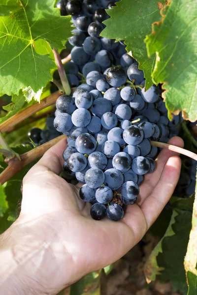 Stock image Bunch of grape