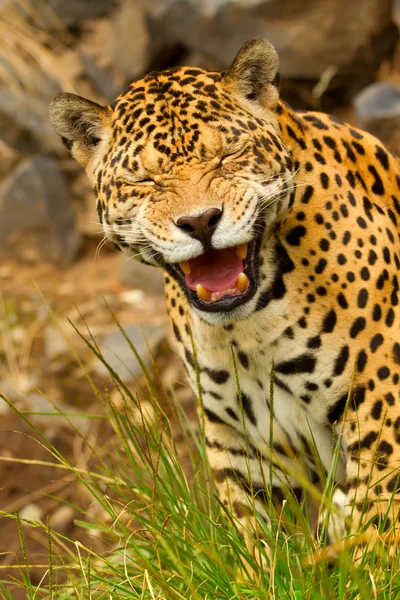 Jaguar ruggito — Foto Stock