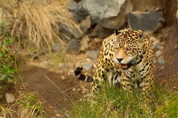 Dziki jaguar — Zdjęcie stockowe