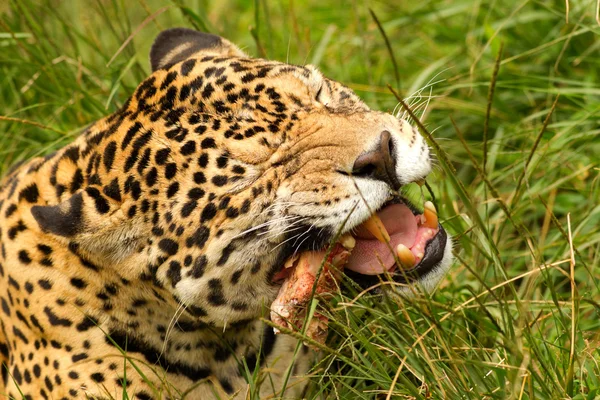 Ferocious Jaguar — Stok fotoğraf