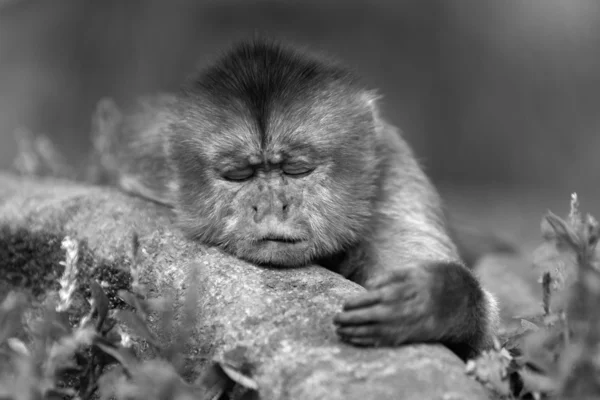 Capuchin Monkey Black and White — стоковое фото