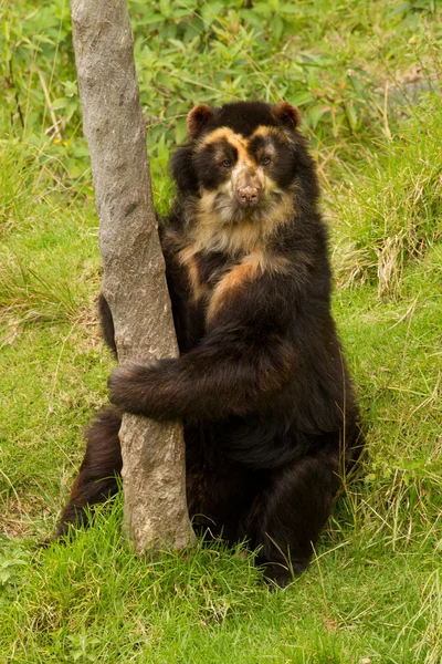 Urso andino — Fotografia de Stock