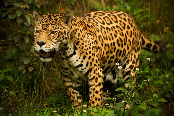 Divoký jaguar — Stock fotografie