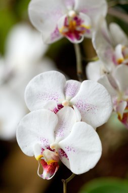 White Phalaenopsis clipart