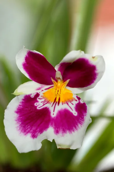 Orquídea Miltonia — Fotografia de Stock