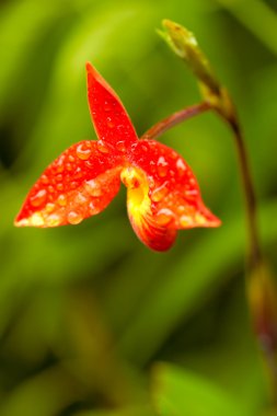 Calochilus Paludosus