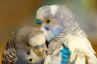 Melopsittacus undulatus