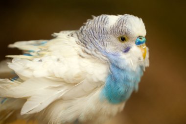 Male Melopsittacus Undulatus