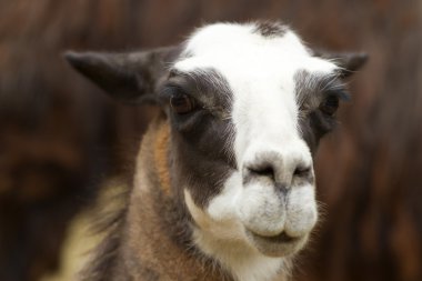 Lama head shot