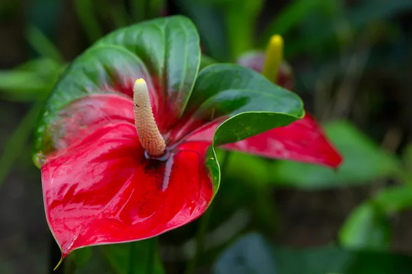 Flor de antúrio na bacia amazônica — Fotografia de Stock