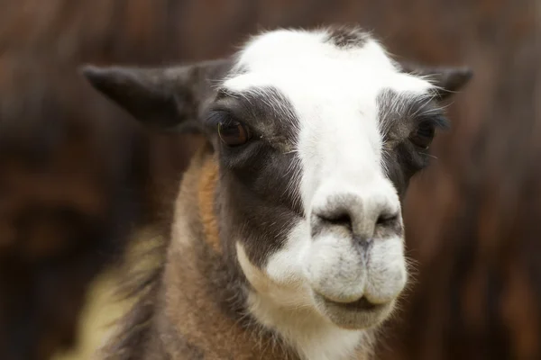 Lama head shot Stock Picture