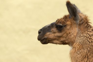 Brown Lama Camelid Head Against The Sky