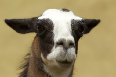 Attentive Wild Lama Camelid Looking At You