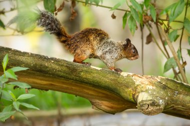 Female Fox Squirrel clipart