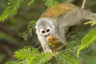 Male Squirrel Monkey clipart