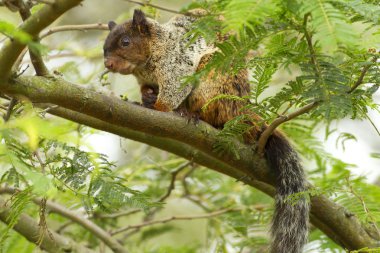 Male Fox Squirrel