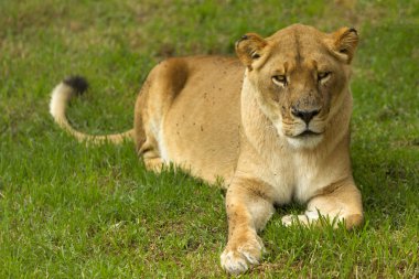 Lioness Wild Cat Laid Down