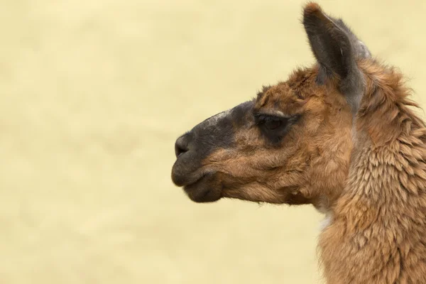 Cabeza de Camelid Lama marrón contra el cielo — Foto de Stock