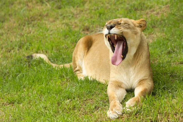 Lion Mouth — Stock Photo, Image