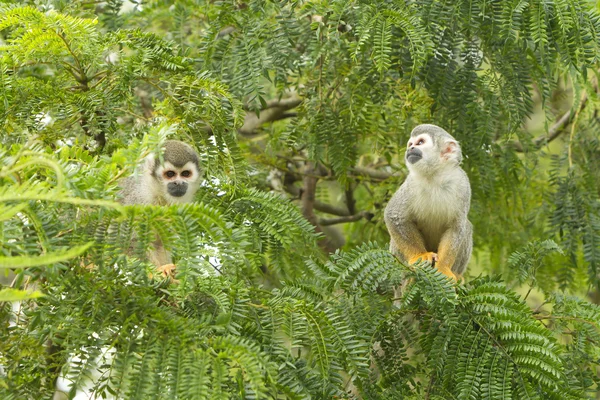 Eichhörnchen-Affenfamilie — Stockfoto