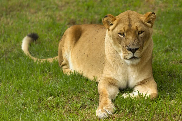 Lioness Wild Cat Laid Down — Stok fotoğraf