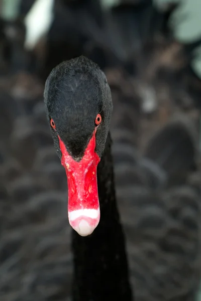 Cisne negro pájaro lleno marco — Foto de Stock