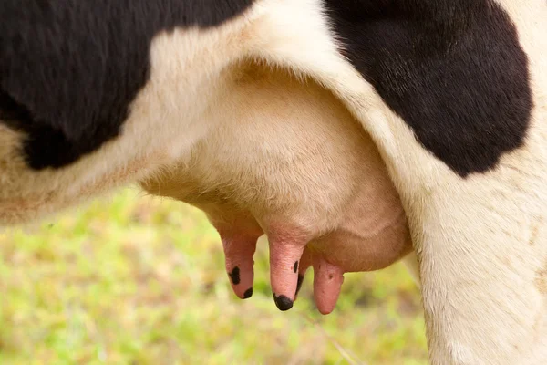Euter der Kuh, wo die Milch herkommt — Stockfoto