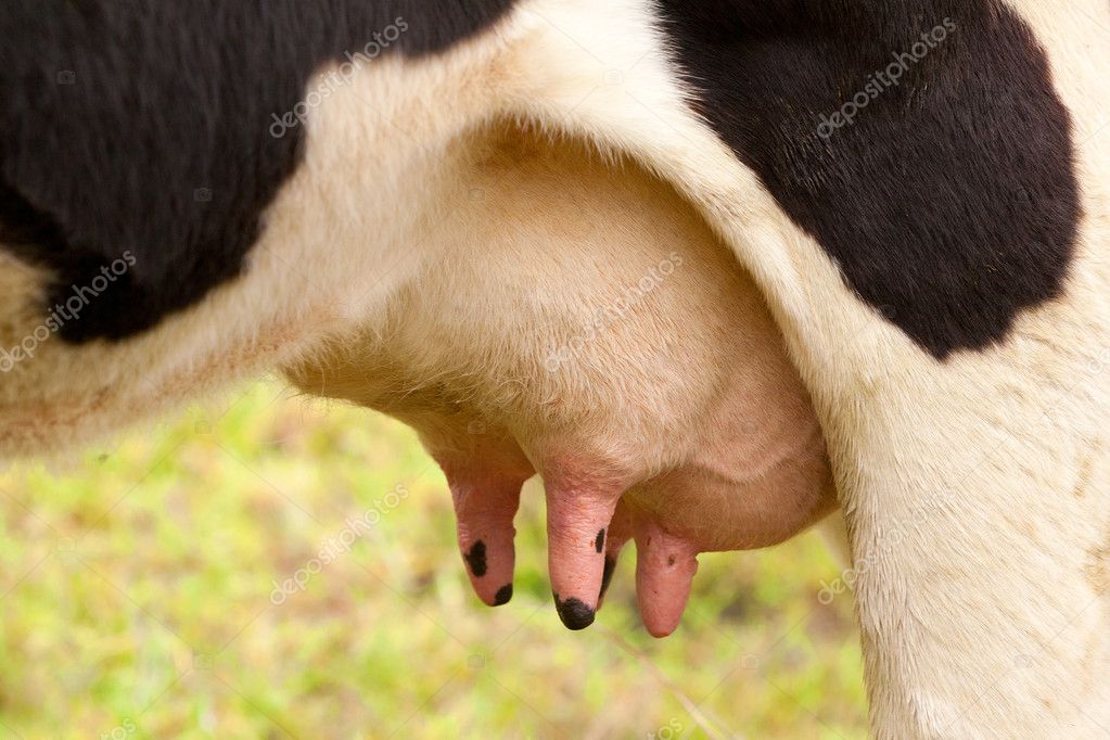 cow udder