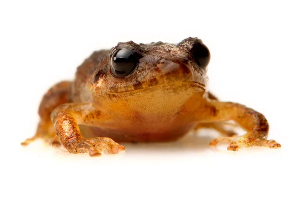 Gemeiner Frosch isoliert auf weißer Studioaufnahme — Stockfoto
