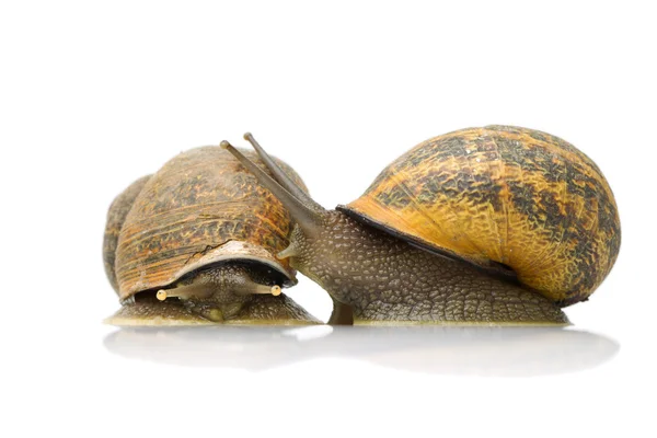 stock image Pair Of Snails In Love