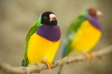 Close Up Of A Wild Male Golden Finch Bird clipart