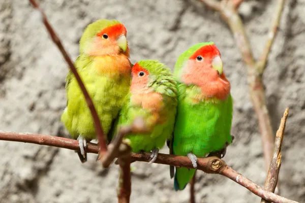 Three Green Parrots — Zdjęcie stockowe