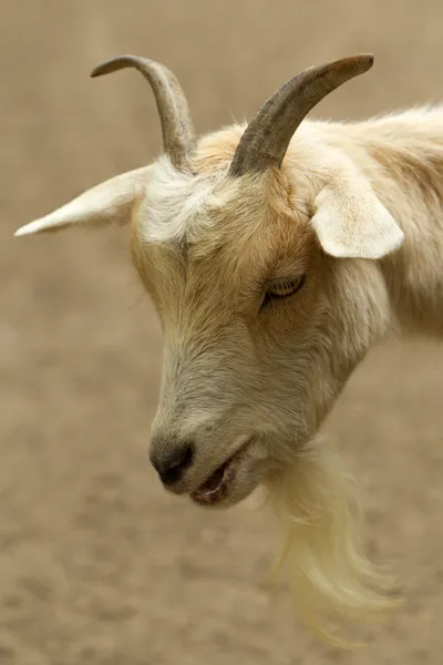 Cabeza de cabra doméstica de cerca — Foto de Stock