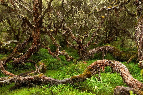 Floresta Antiga de Polylepis — Fotografia de Stock