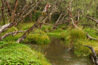 River in polylepis forest