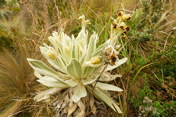 Frailejon Wild Flower Close Up