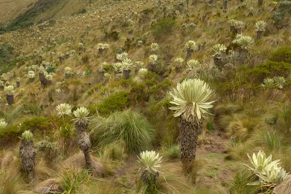 Flor de Frailejón archivada a gran altura en los Andes — Foto de Stock