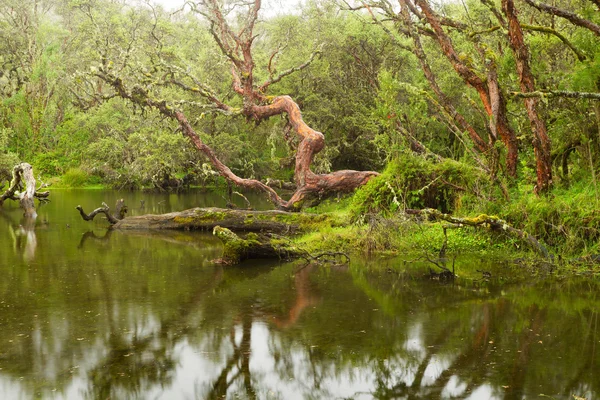 stock image Polylepis forest lagoon