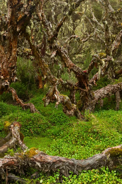 Floresta de Polylepis Vertical — Fotografia de Stock