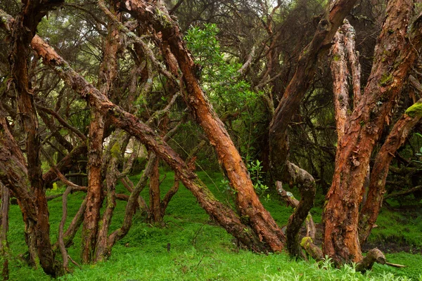Ancienne forêt polylepis ou arbre à papier — Photo