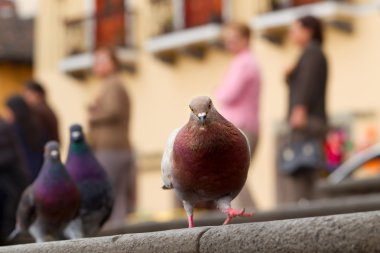 Tourist Pigeon