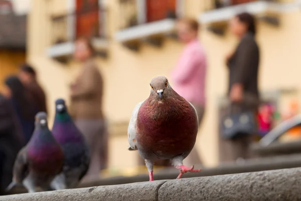 stock image Tourist Pigeon