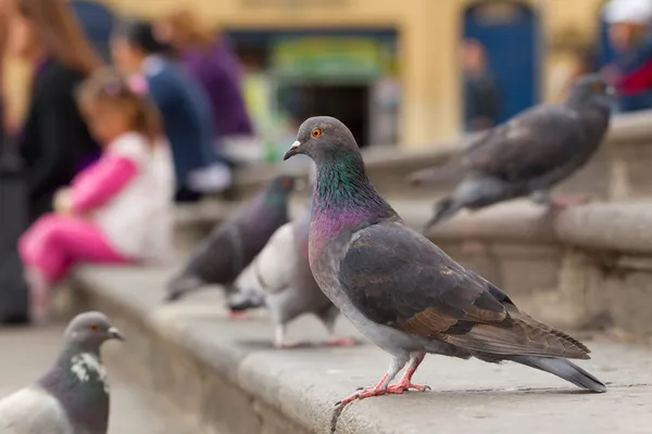 stock image Male Pigeon