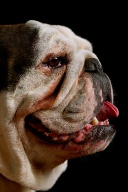 Bulldog Mug Shot clipart