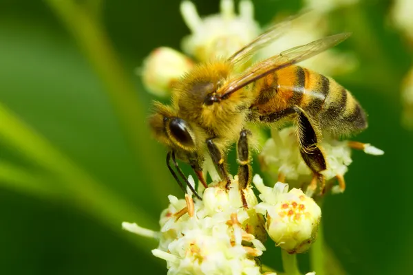 Colheitadeira vista lateral da abelha — Fotografia de Stock