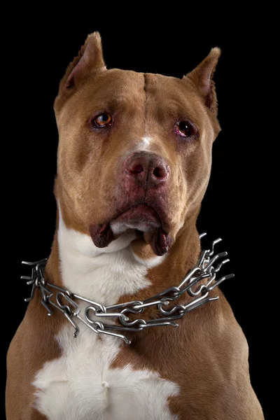 Staffordshire Terrier — Stock Photo, Image